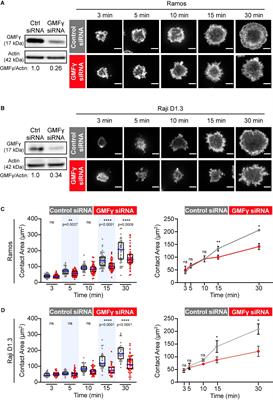 The Actin-Disassembly Protein Glia Maturation Factor γ Enhances Actin Remodeling and B Cell Antigen Receptor Signaling at the Immune Synapse